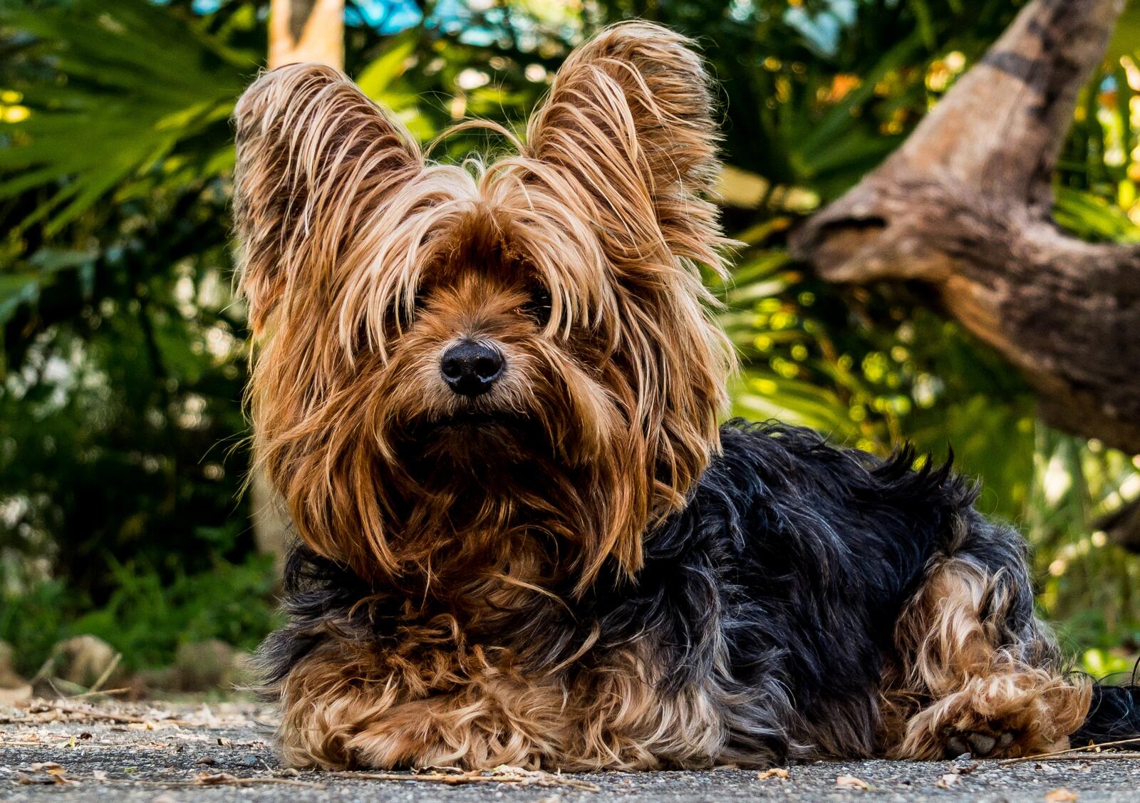 Free photo Portrait of a Yorkshire terrier.