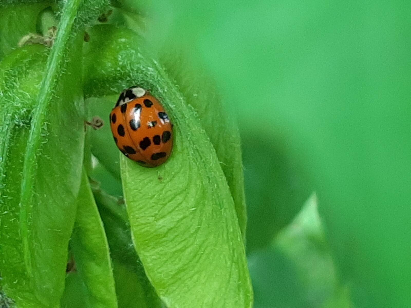 Free photo Ladybug on a green leaf