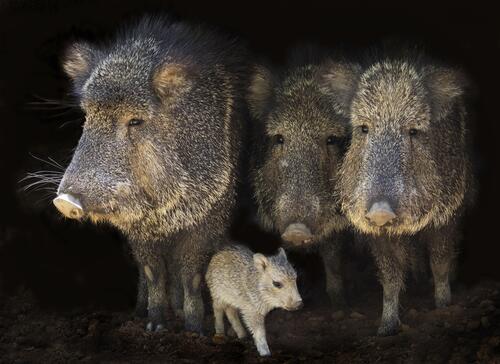 A family of wild boars