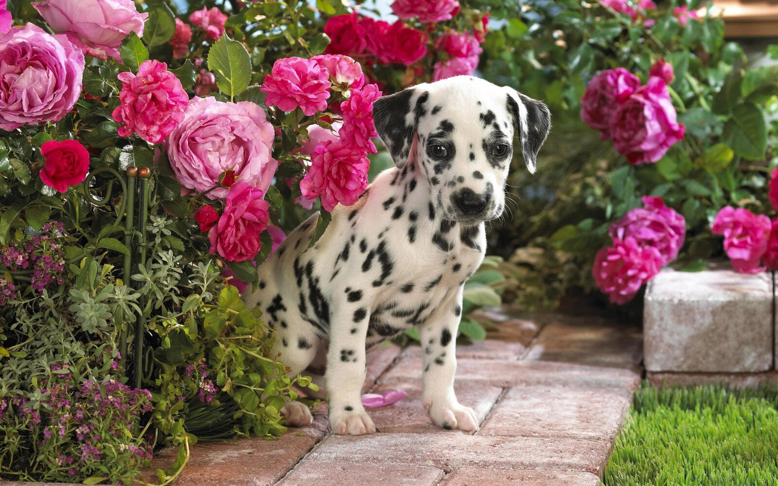 Free photo Dalmatian puppy wallpaper with pink flowers