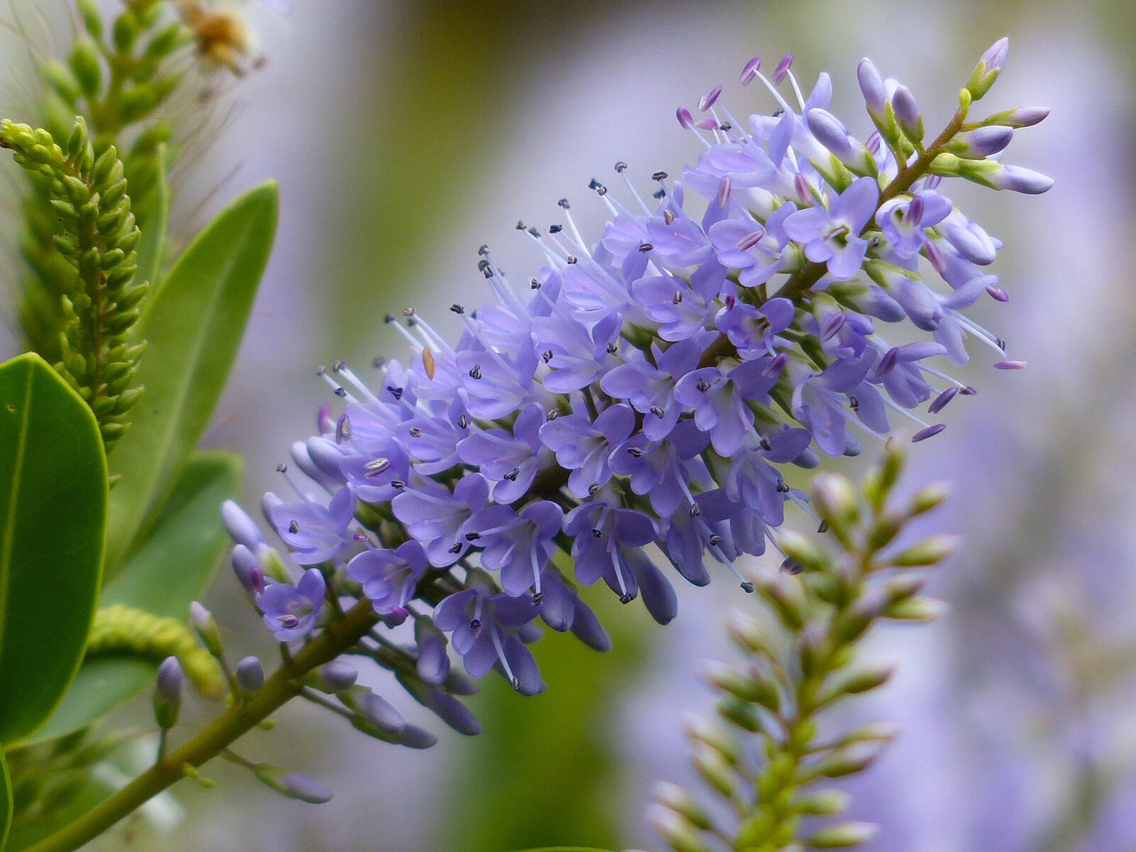 Free photo Purple lavender close-up.