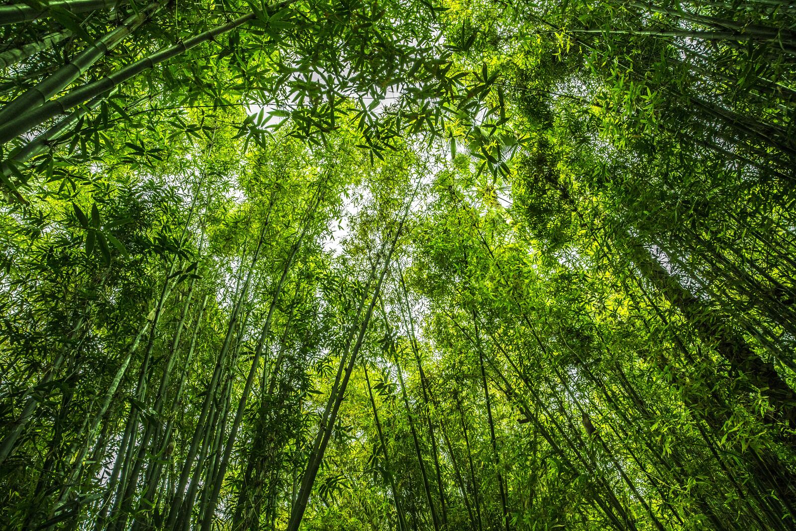 Бесплатное фото Макушке тропического леса в джунглях в солнечный день