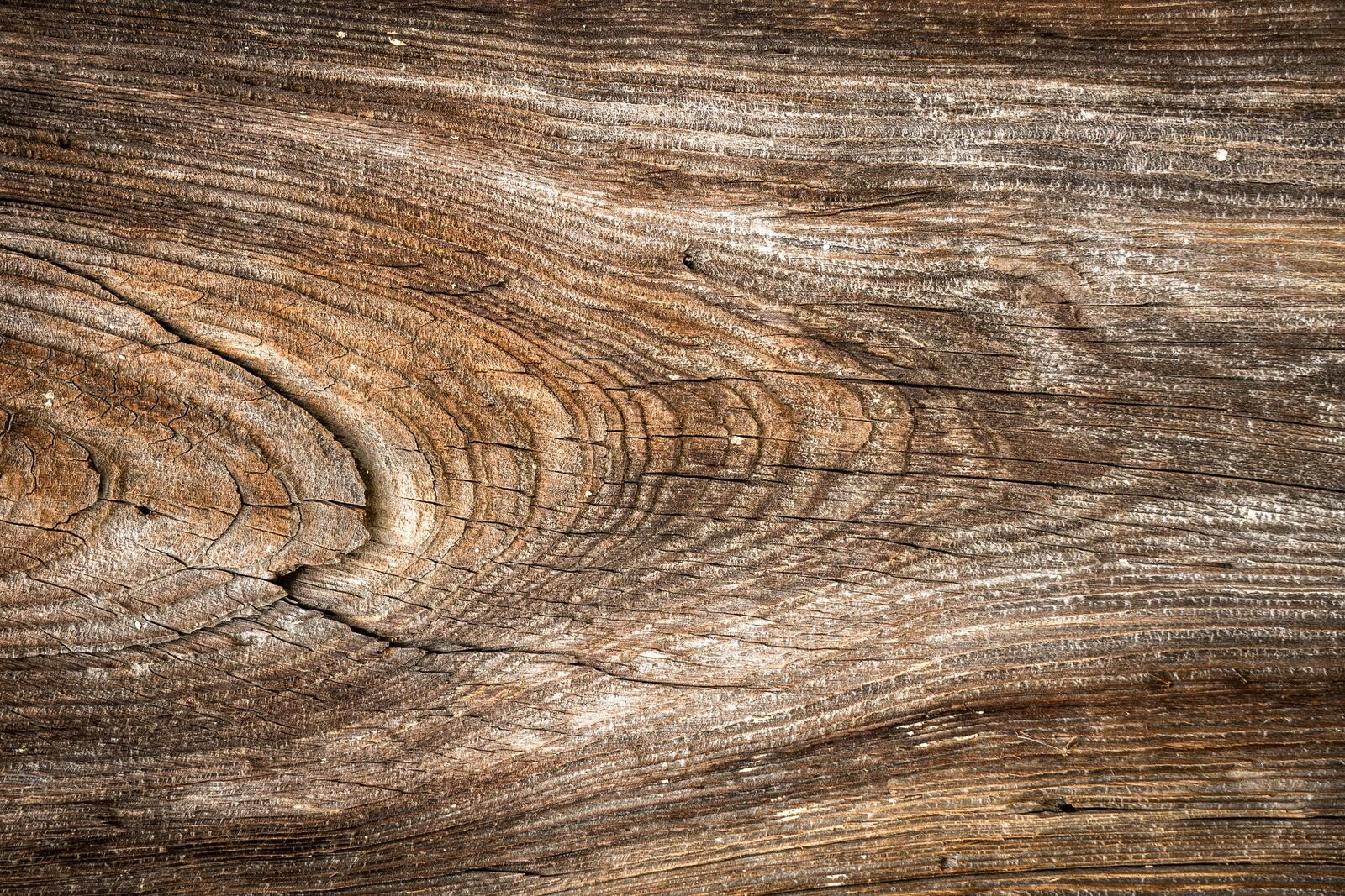 Бесплатное фото Узор колец старого дерева