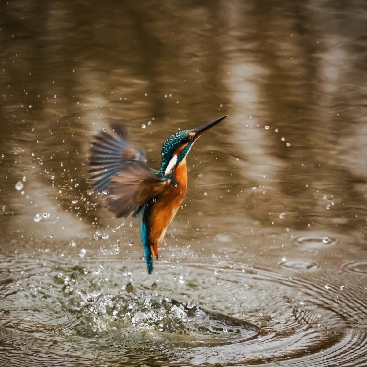 Птичка выныривает из воды