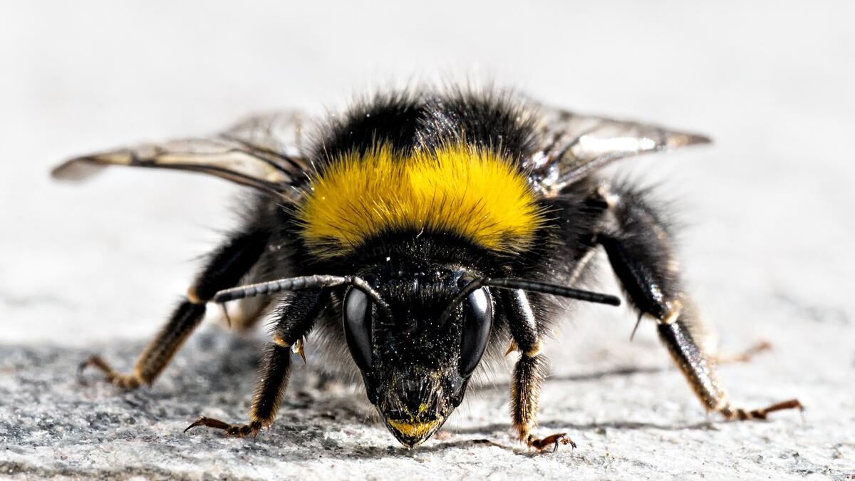 Bumblebee close-up