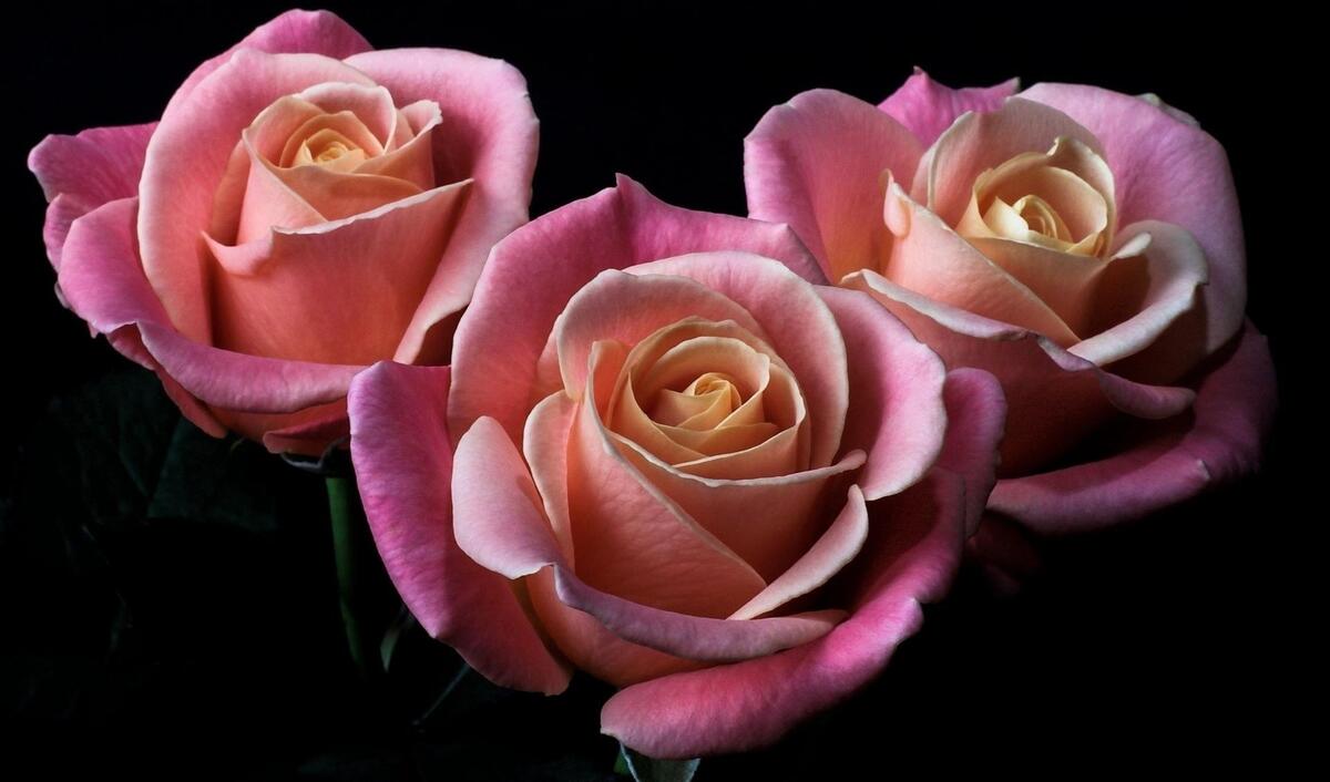 Three pink roses