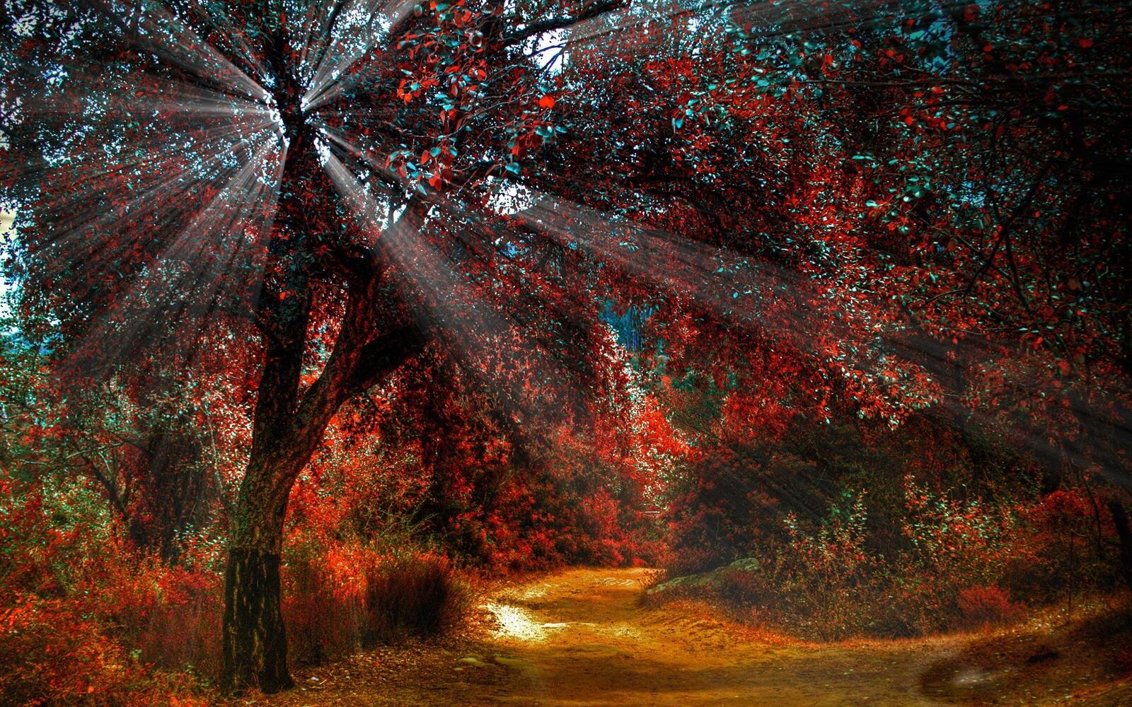 Free photo A very beautiful fall forest with sunshine rays