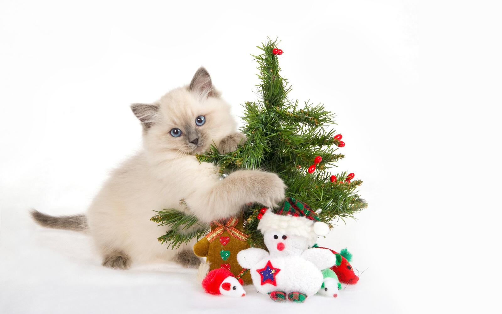 Бесплатное фото Персидский котенок играет с новогодней елкой