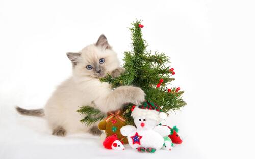 A Persian kitten plays with a Christmas tree