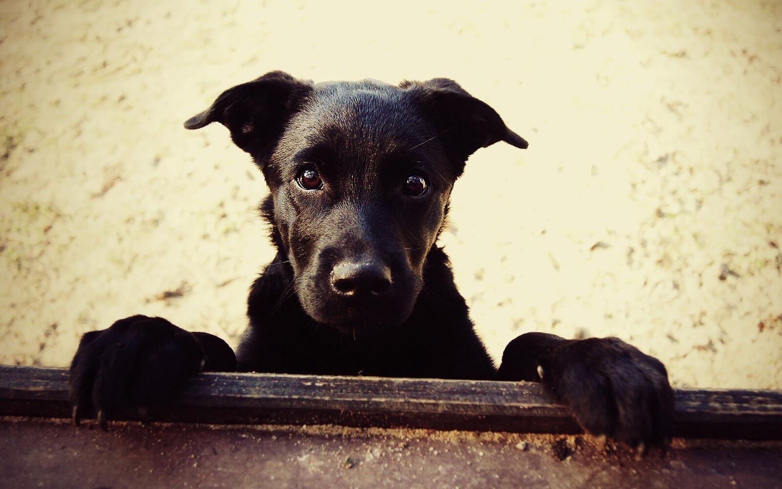 免费照片一张黑色斜耳狗的照片。