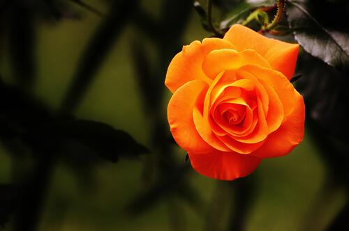 A bright orange lone rose