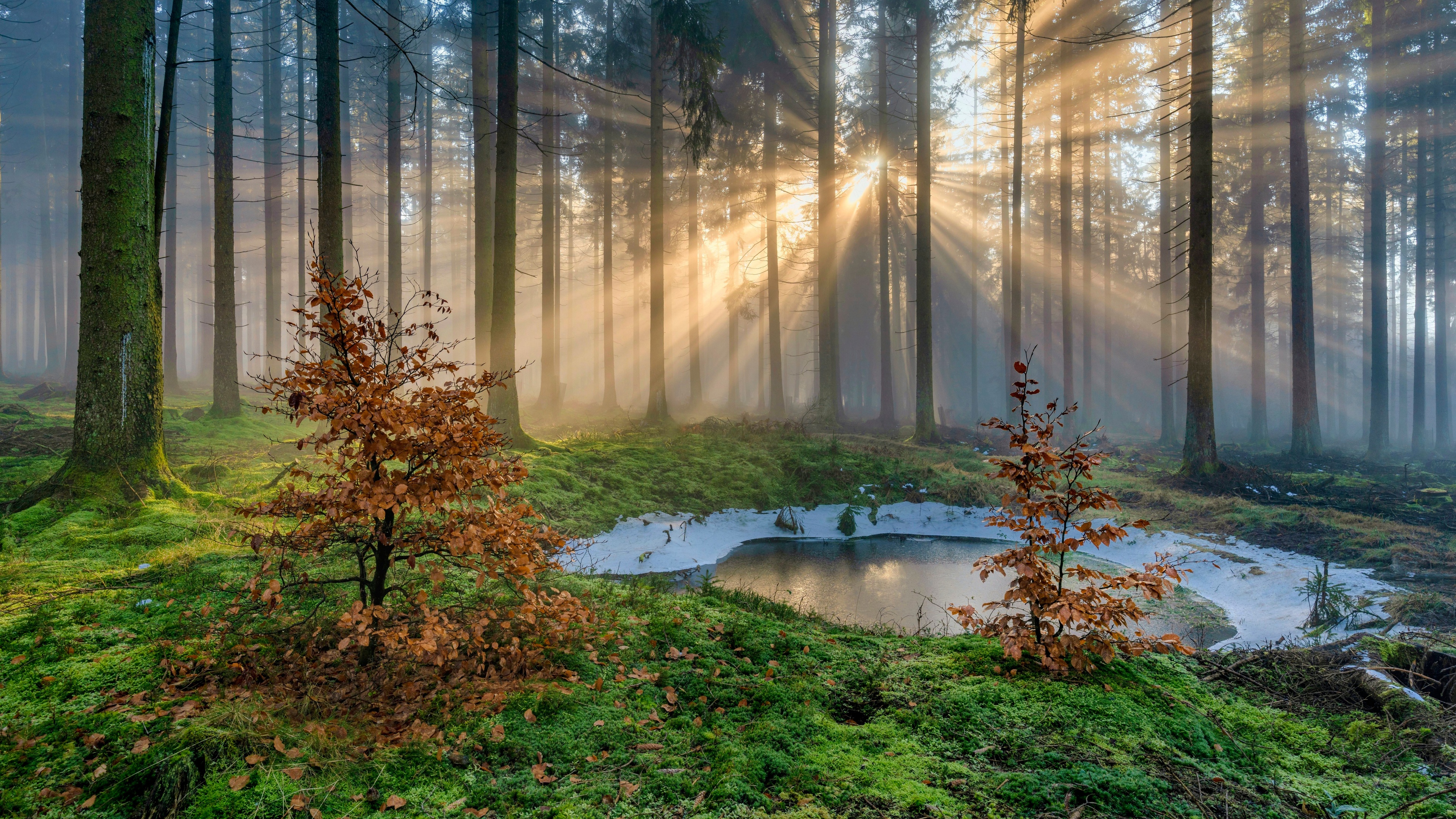 Бесплатное фото Солнечные лучи на лужайке в хвойном лесу