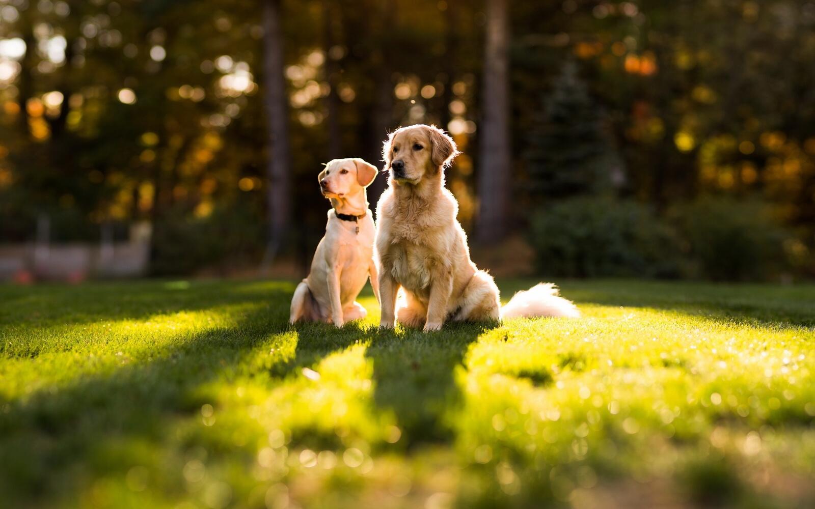 Free photo A married couple of dogs