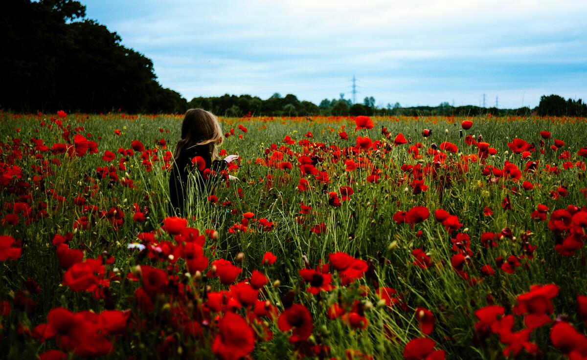 A girl walks through a field of red flowers