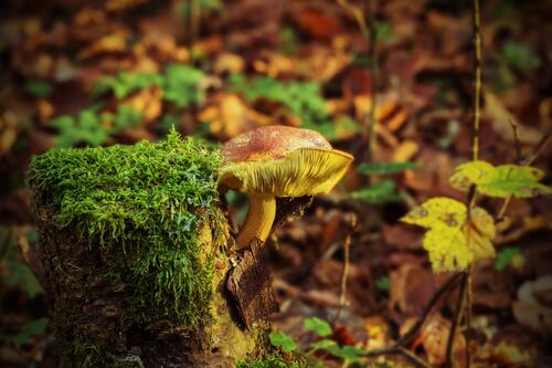 A mushroom growing from a tree stump
