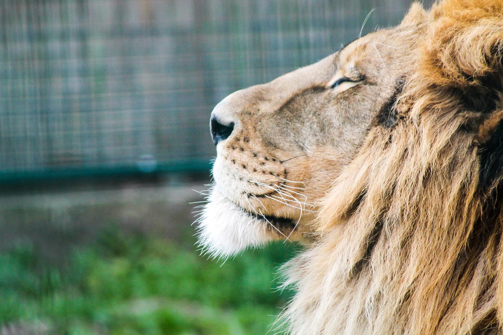免费照片一头鬃毛浓密的狮子在阳光下悠闲地晒着太阳。