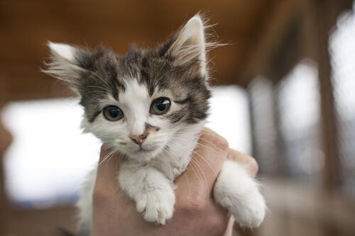 A stray kitten in human hands.