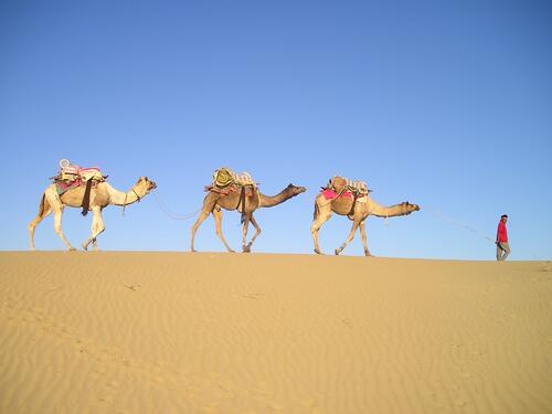Arabian camels in the desert