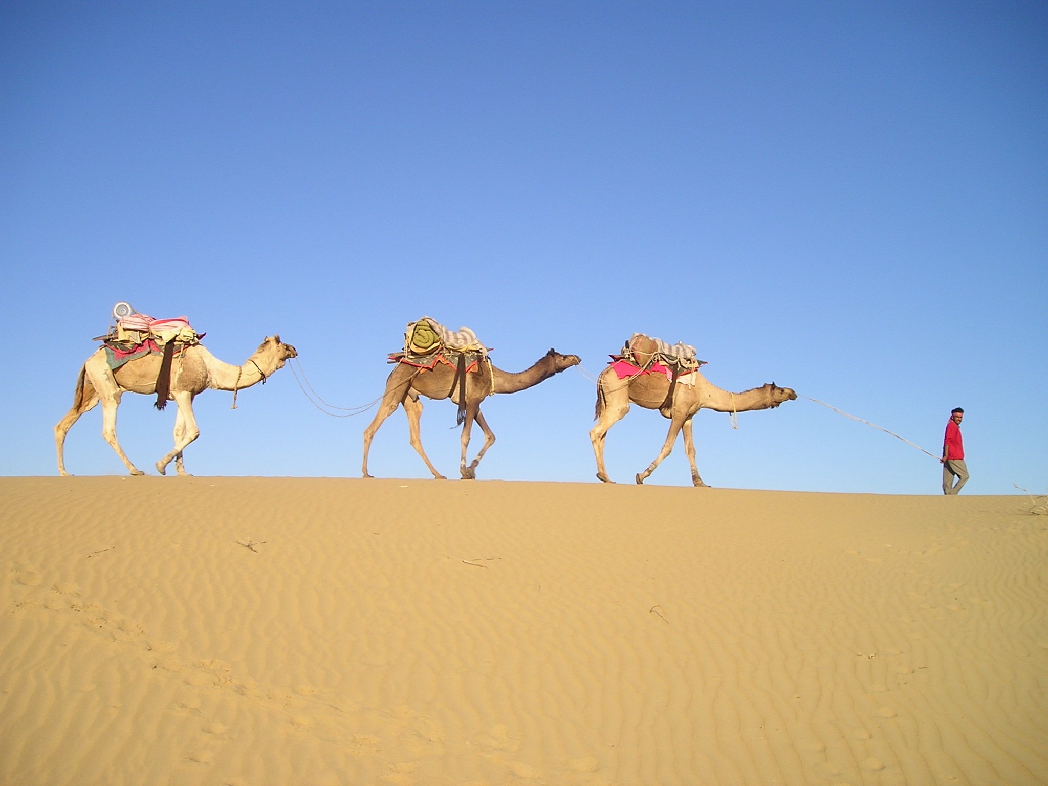 免费照片沙漠中的阿拉伯骆驼