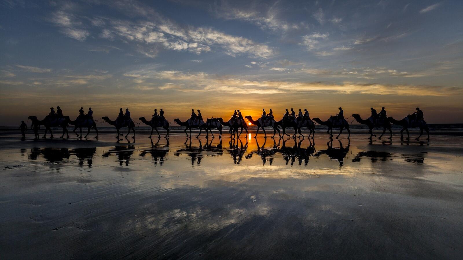 Бесплатное фото Путешествие на верблюдах в Египте
