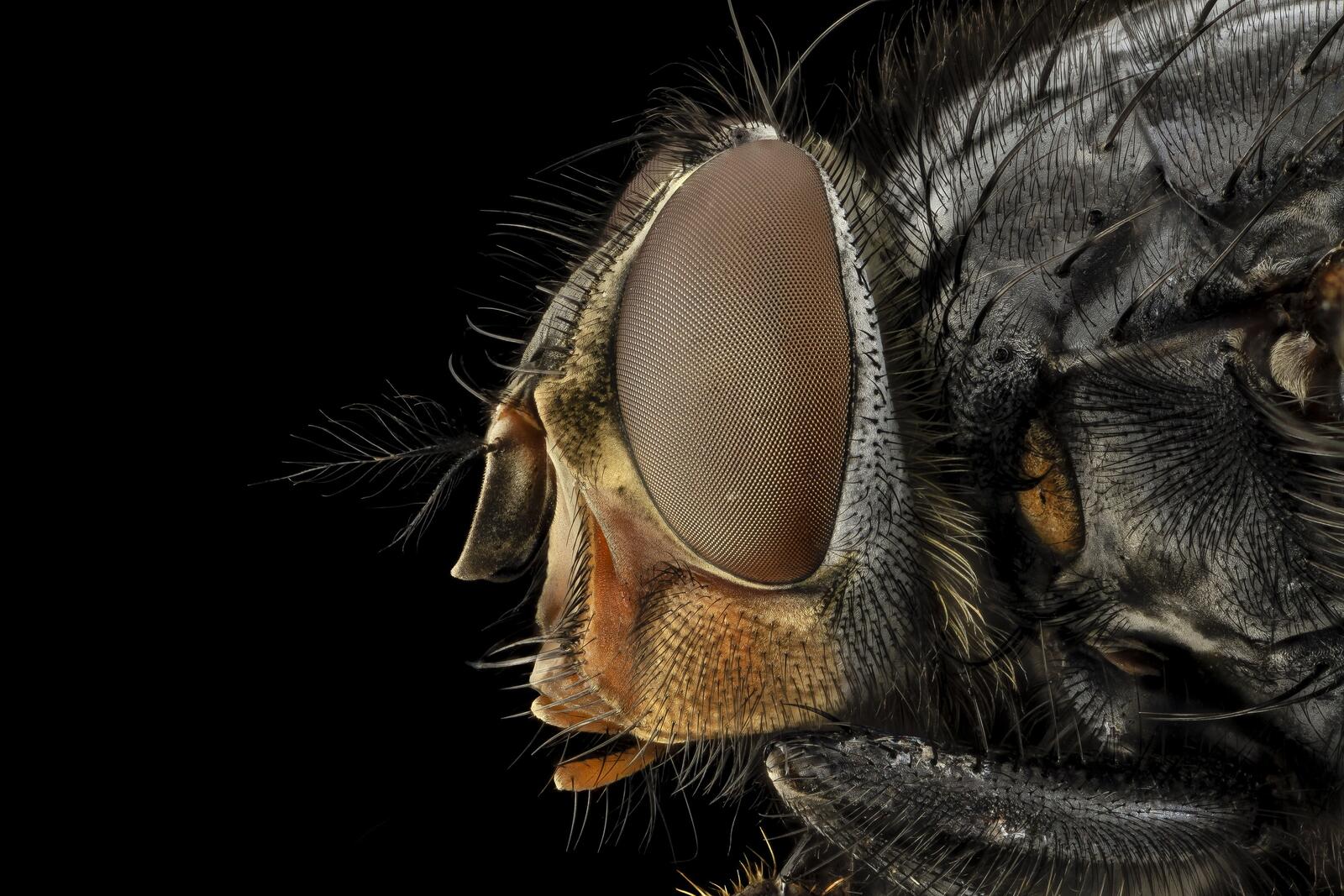 Free photo Close-up of a black fly`s eyes.