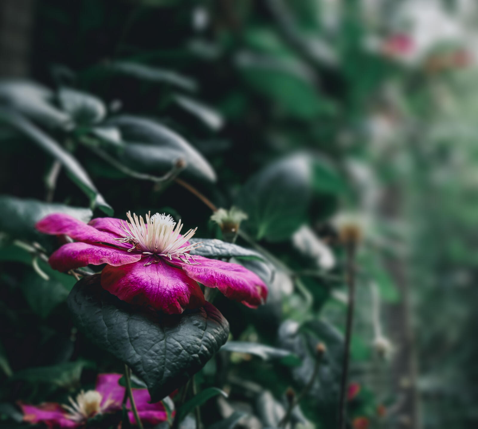 Бесплатное фото Кустарник с розовым цветком клематис
