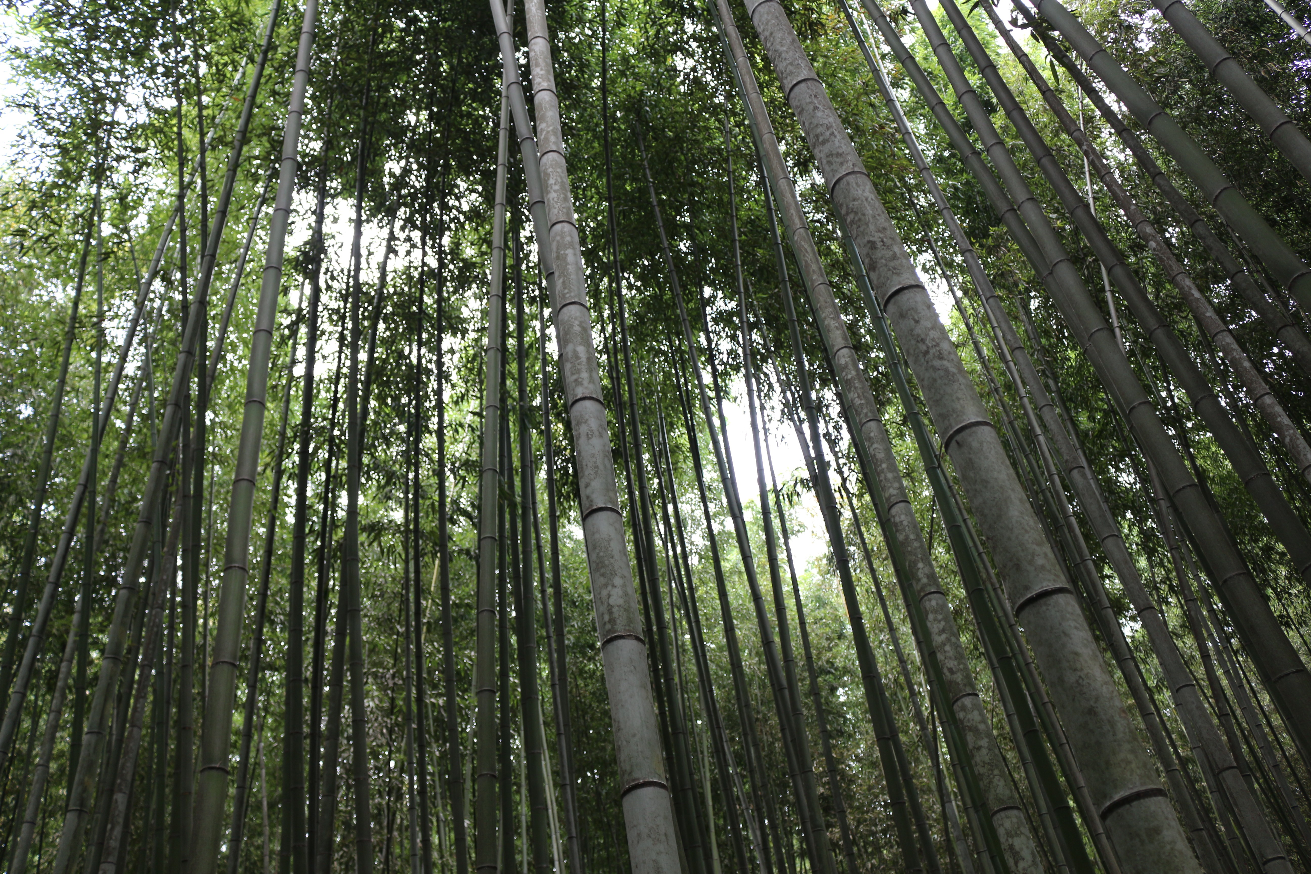 Free photo Dense bamboo forest