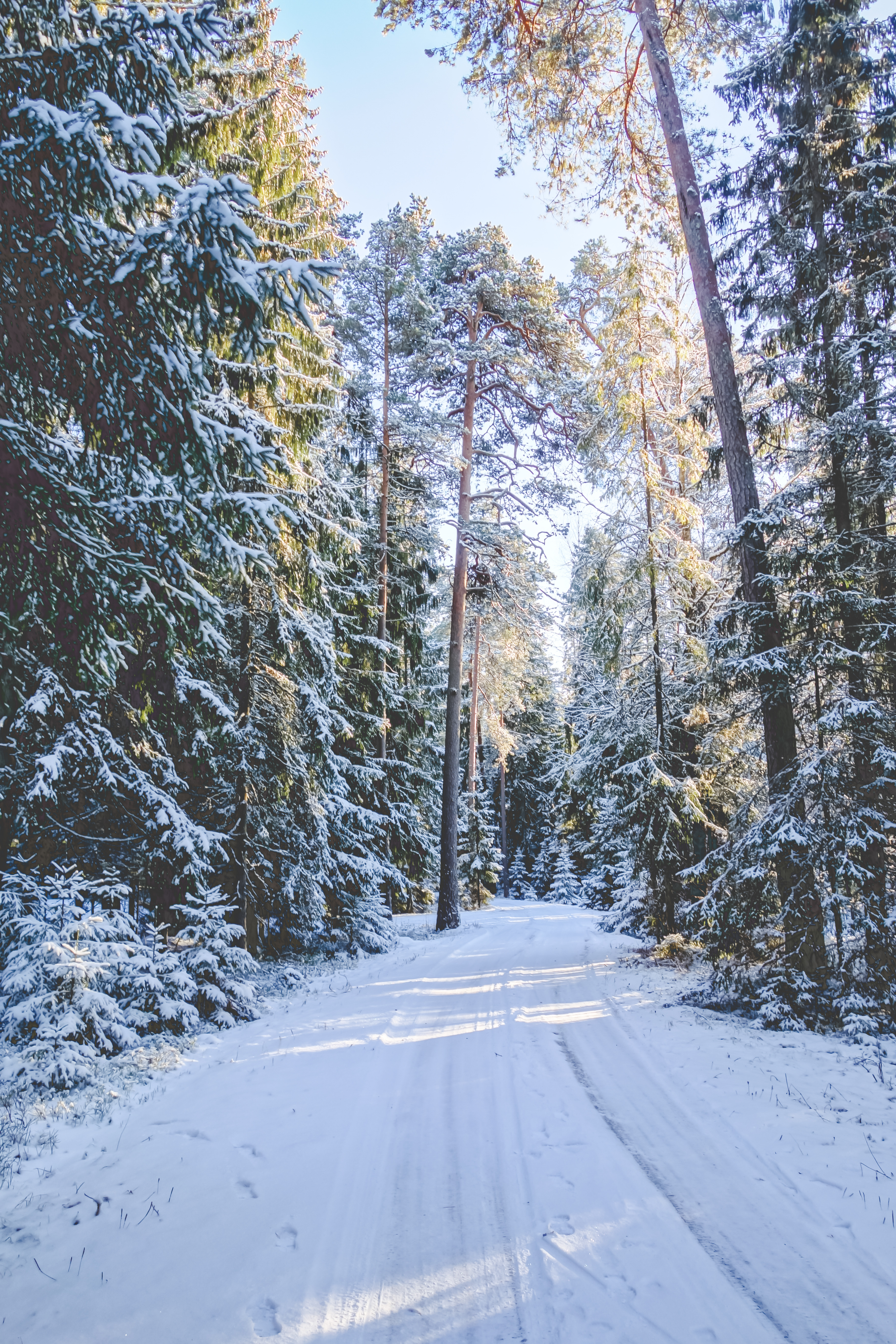 森林中的冬季道路
