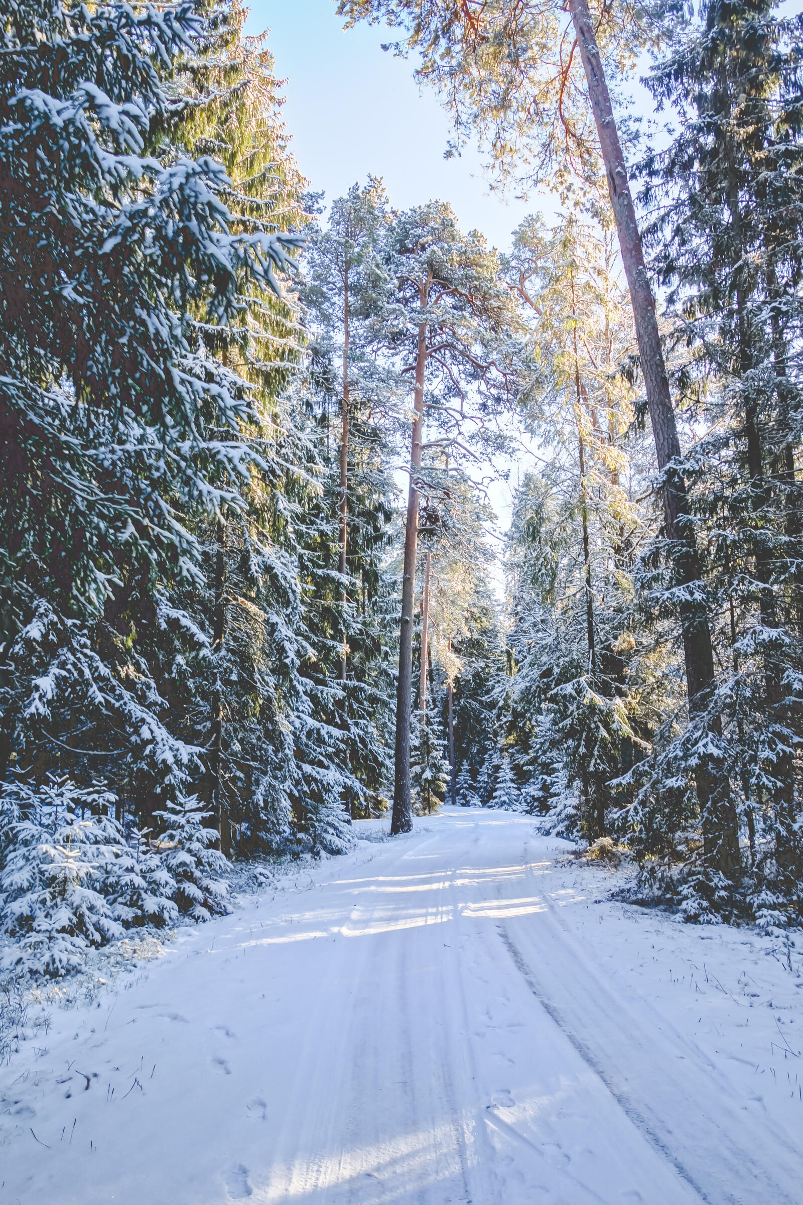 Free photo Winter road in the woods