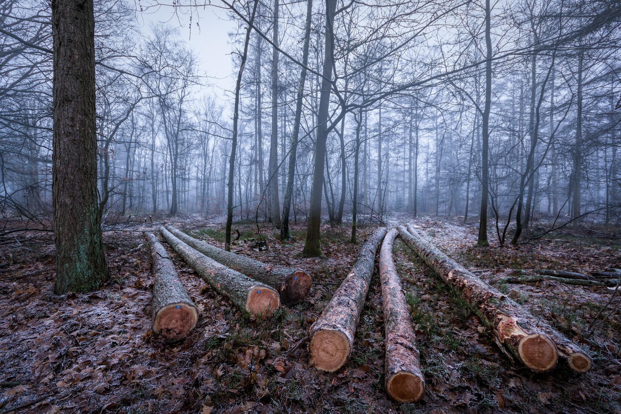 Старый лес в тумане
