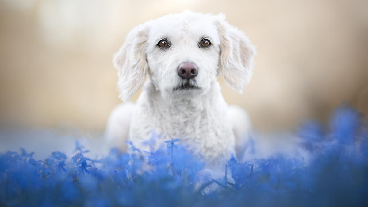 Белая кучерявая собака