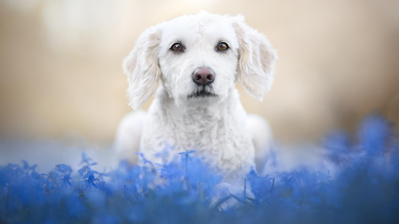 Бесплатное фото Белая кучерявая собака