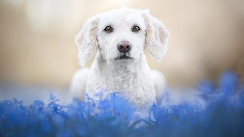 Белая кучерявая собака
