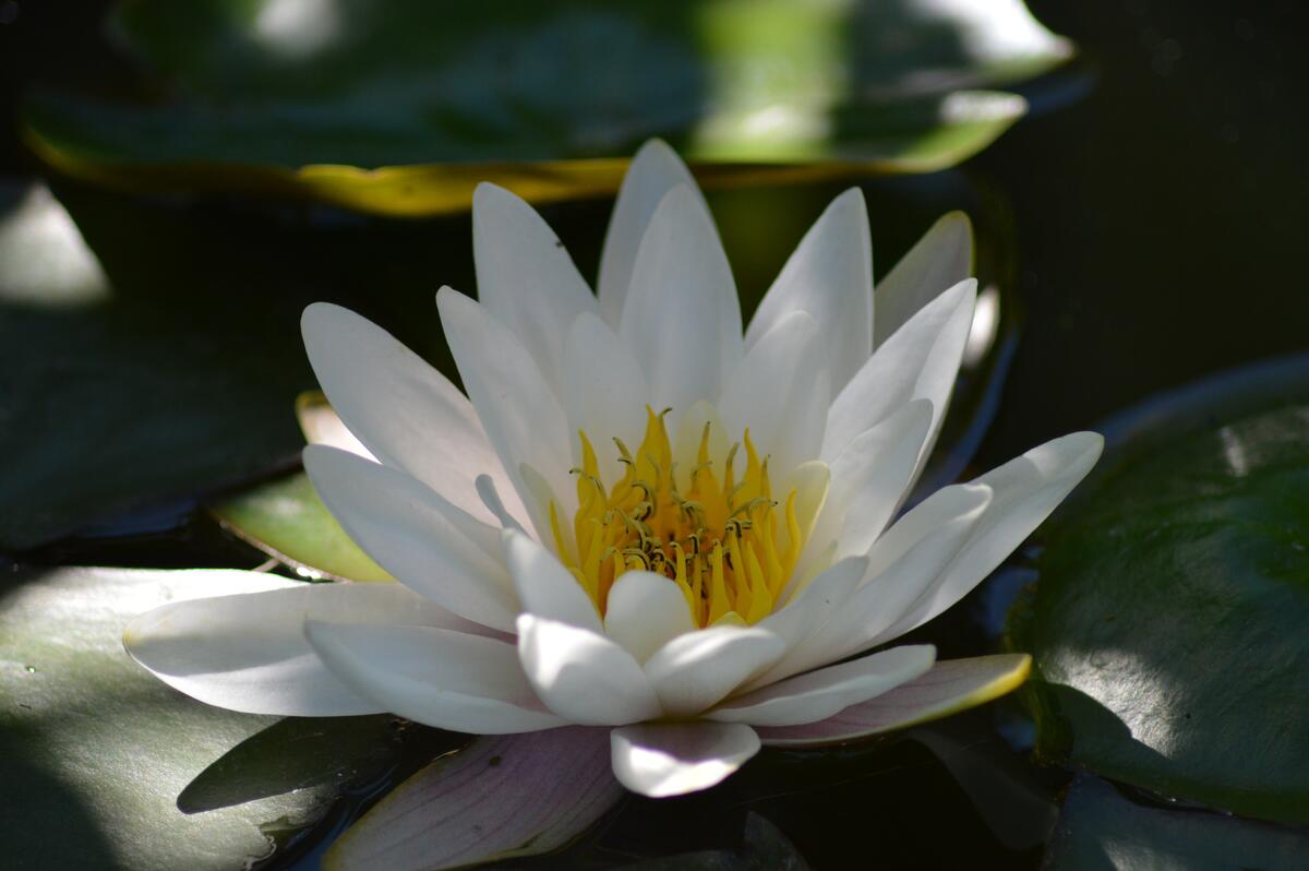 White sacred lotus