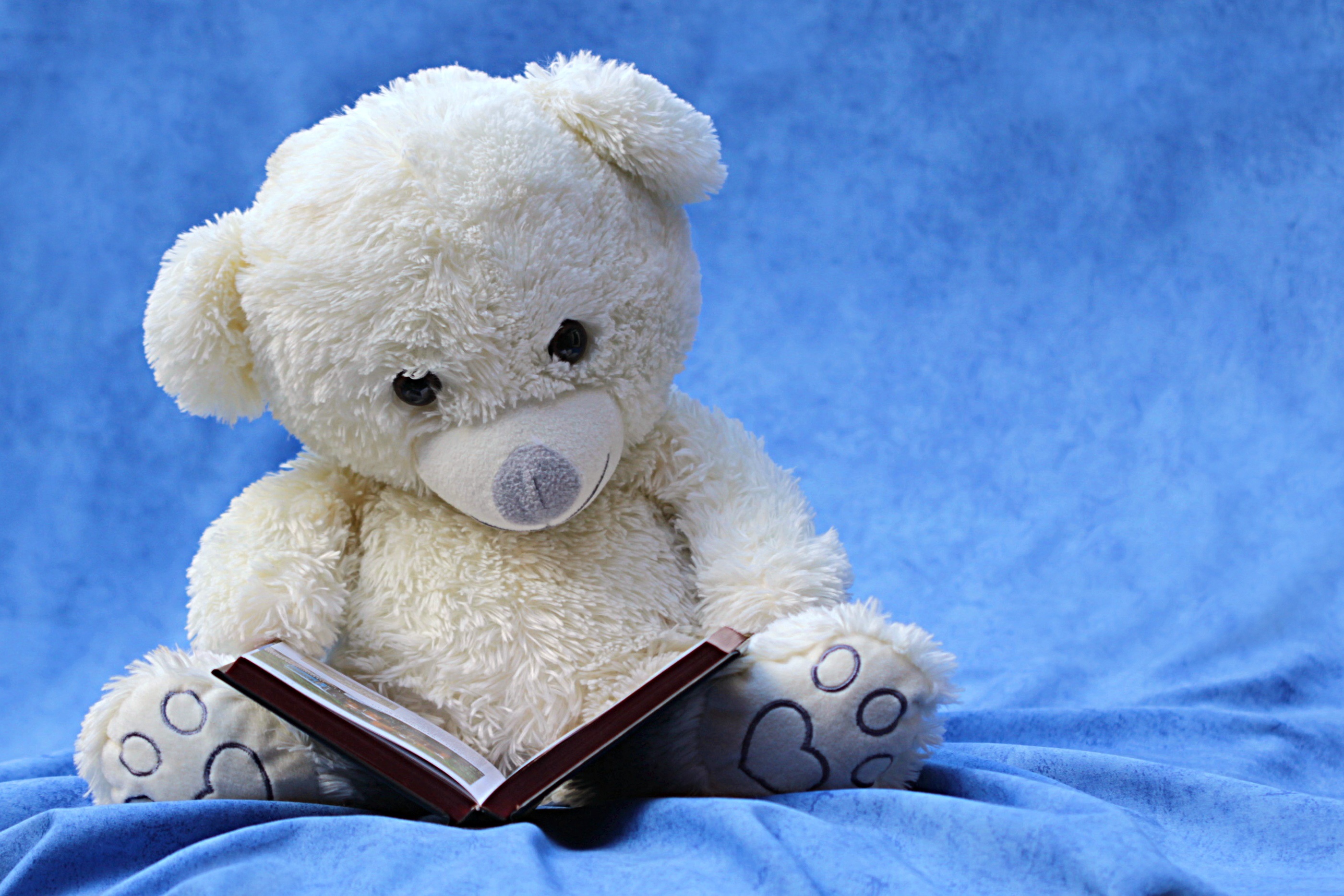 A white teddy bear reading a book