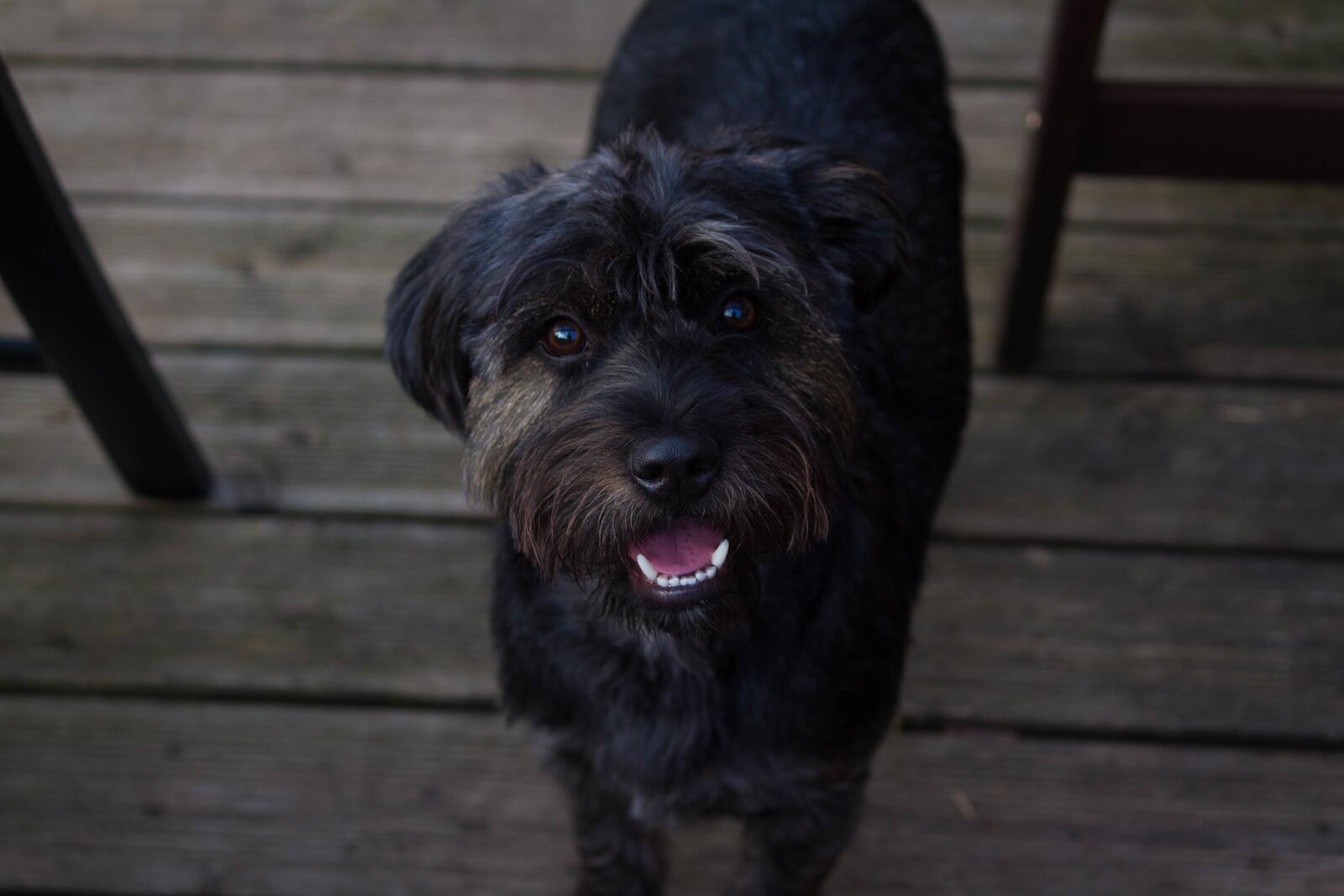 Бесплатное фото Черный любопытный пес