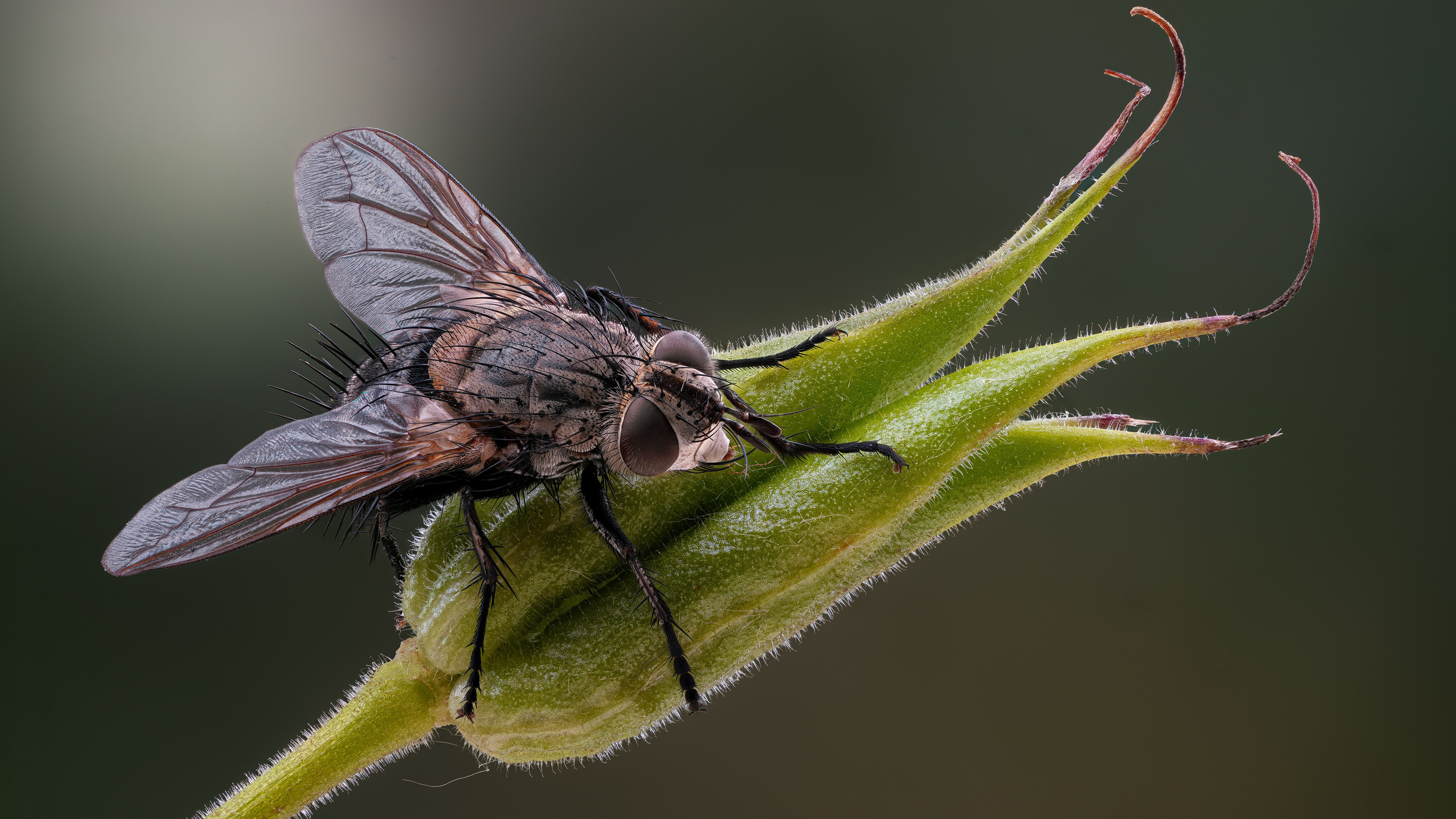 Tachinid fly on a flower bud