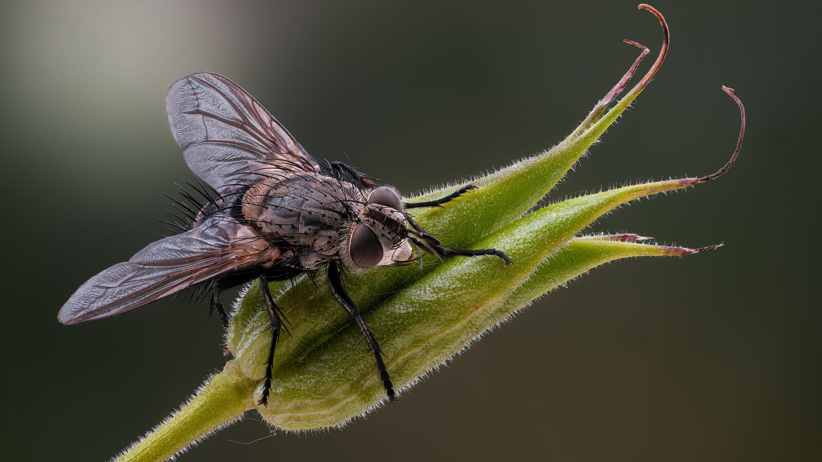Free photo Tachinid fly on a flower bud