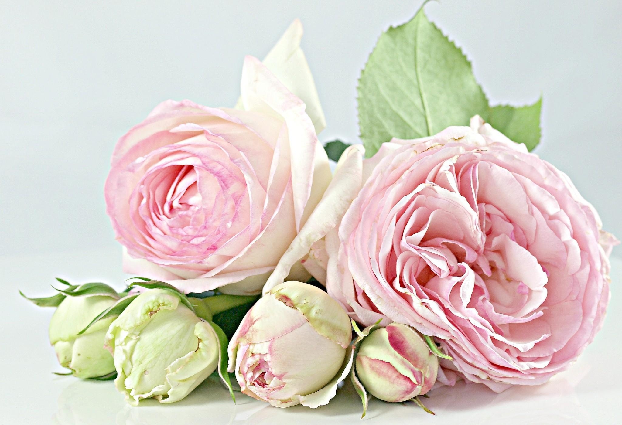 Wallpapers roses flowers bouquet on the desktop