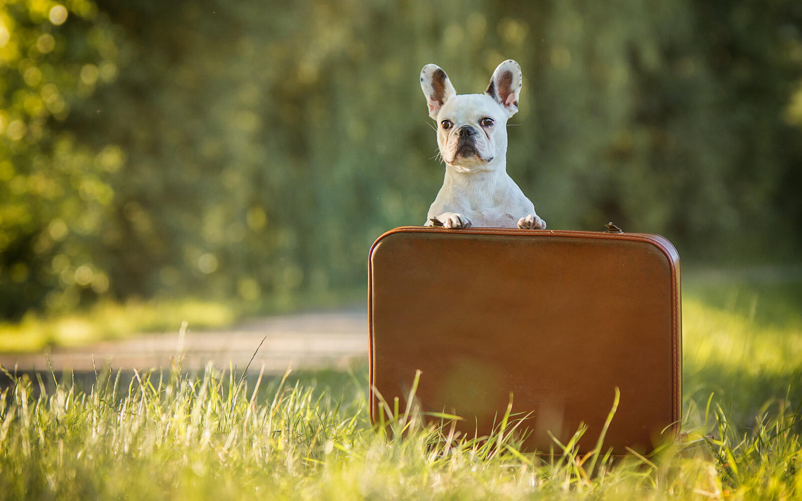 免费照片带着行李箱旅行的法国斗牛犬