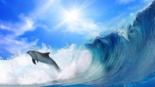 A dolphin jumps out of the water