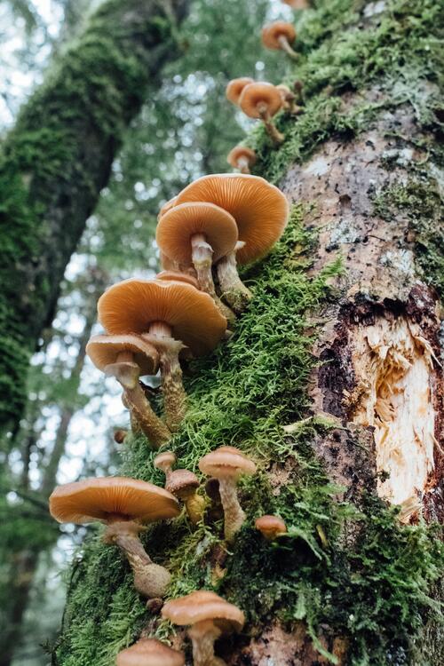 Mushrooms grow on the bark of a tree