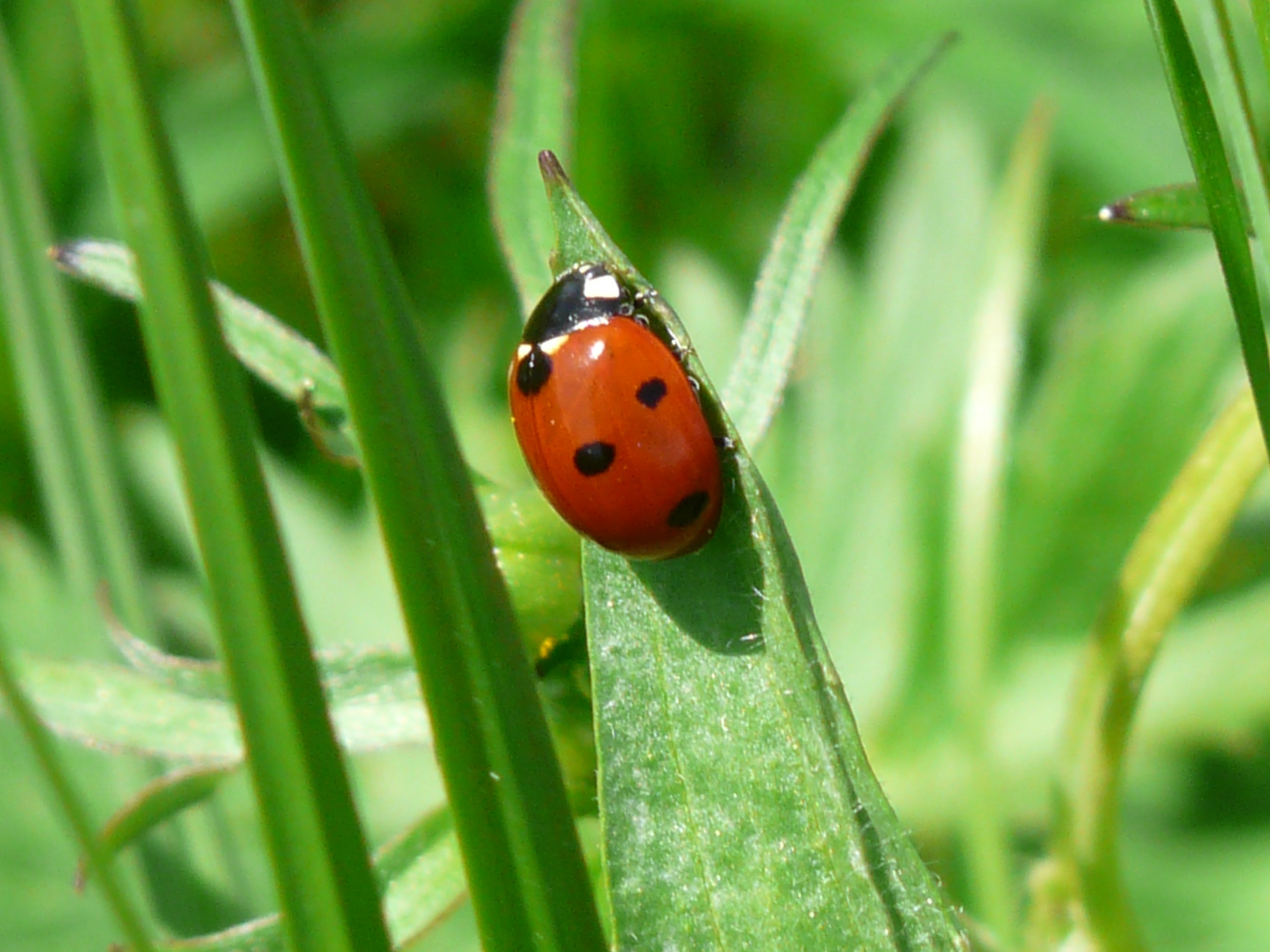 Free photo The ladybug is climbing up