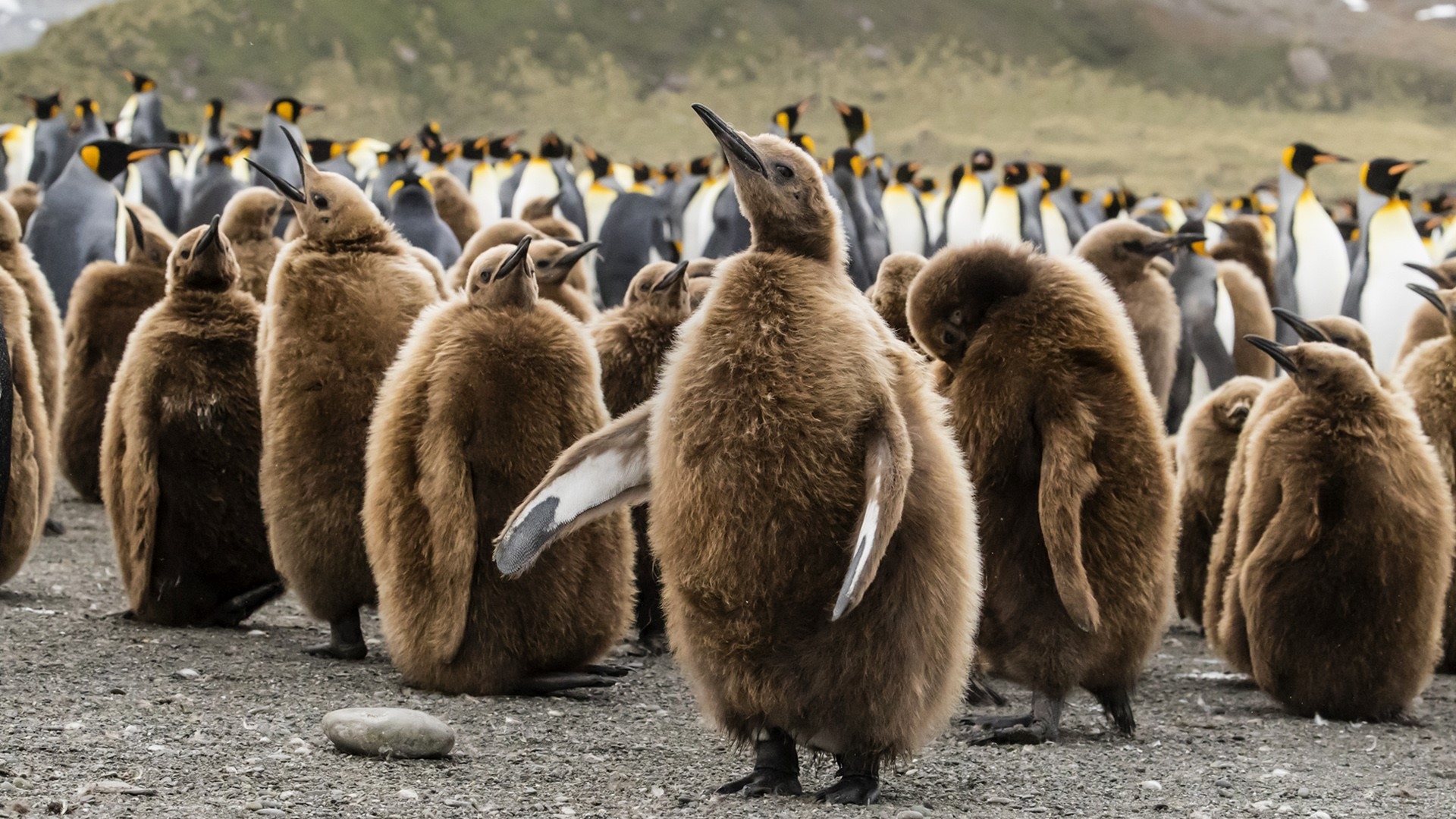 Бесплатное фото Большая толка пингвинов