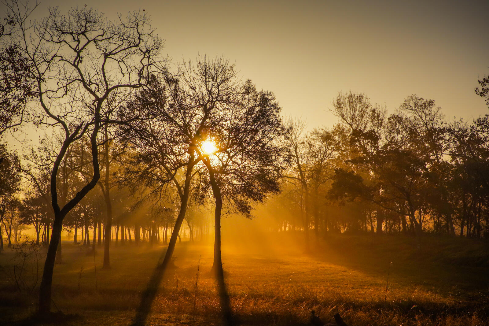 Бесплатное фото Солнечный вечер на лугу