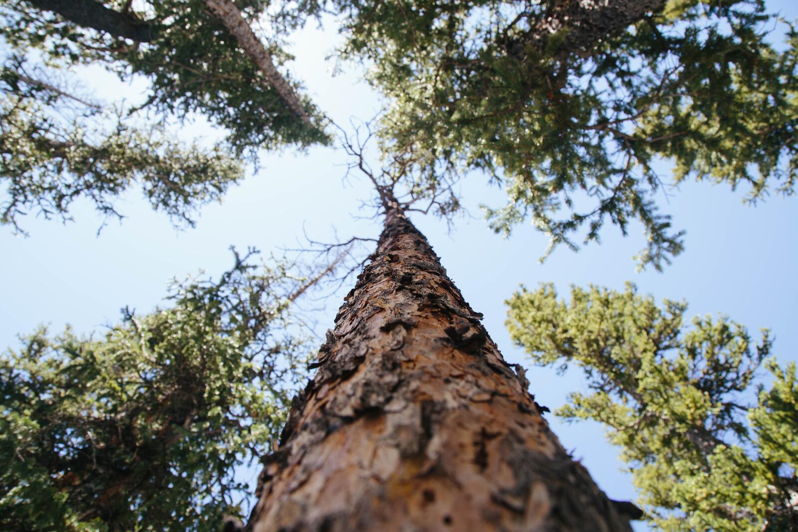 Бесплатное фото Кора хвойных деревьев крупным планом