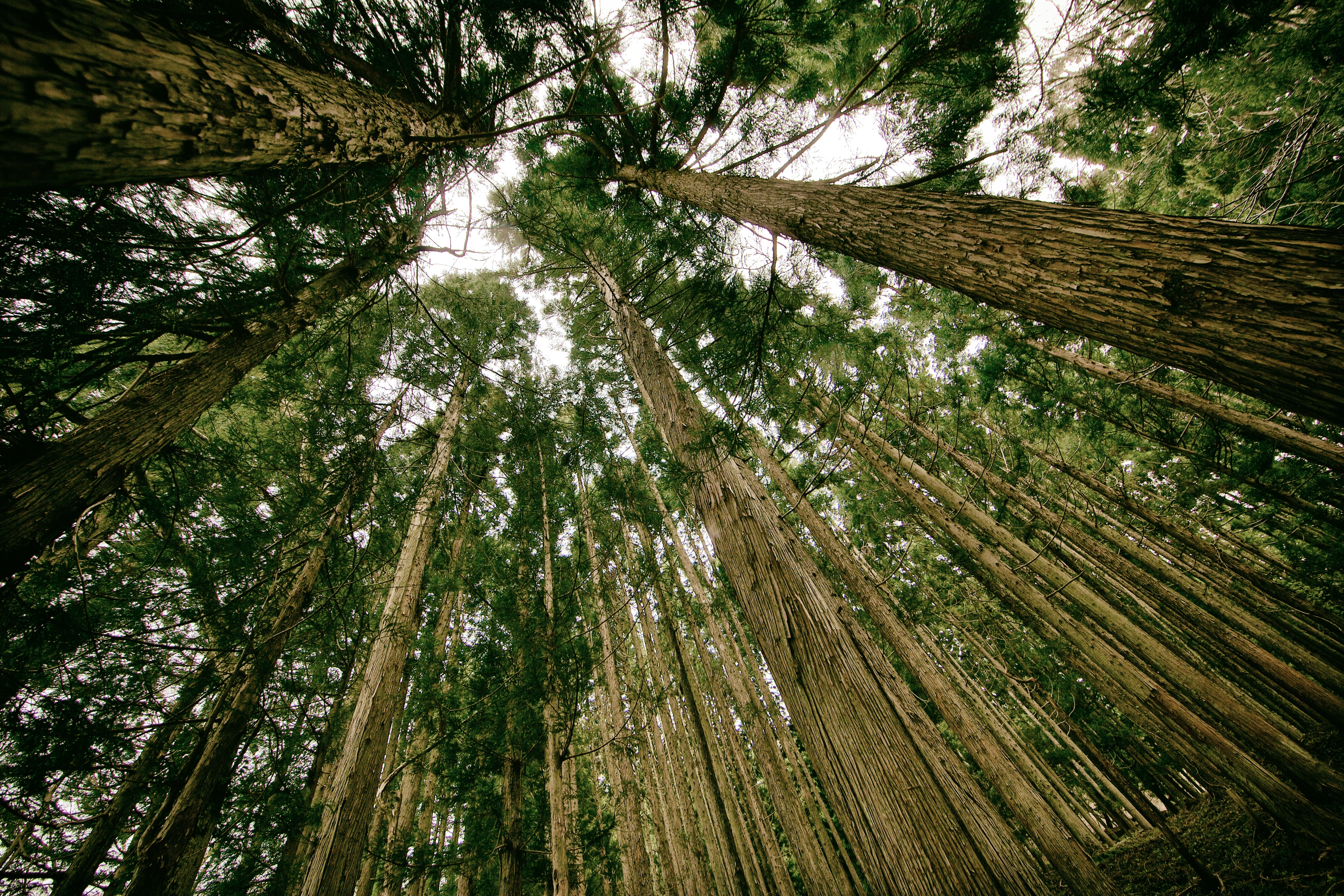 Бесплатное фото Тонкие хвойные деревья