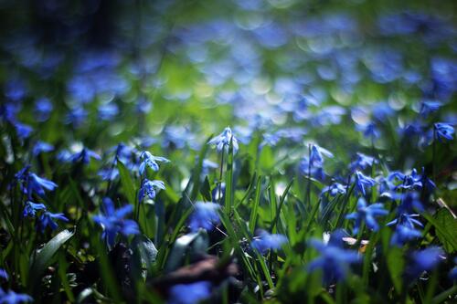 Маленькие полевые цветы голубого цвета
