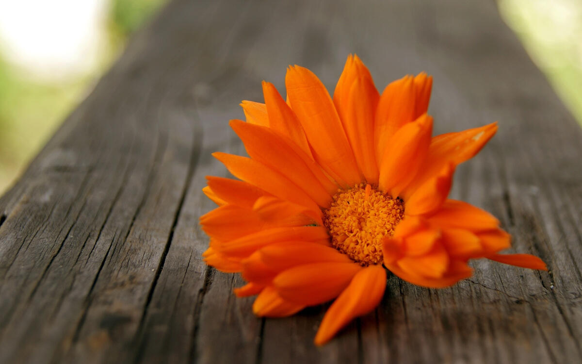 Orange flower on a wooden board