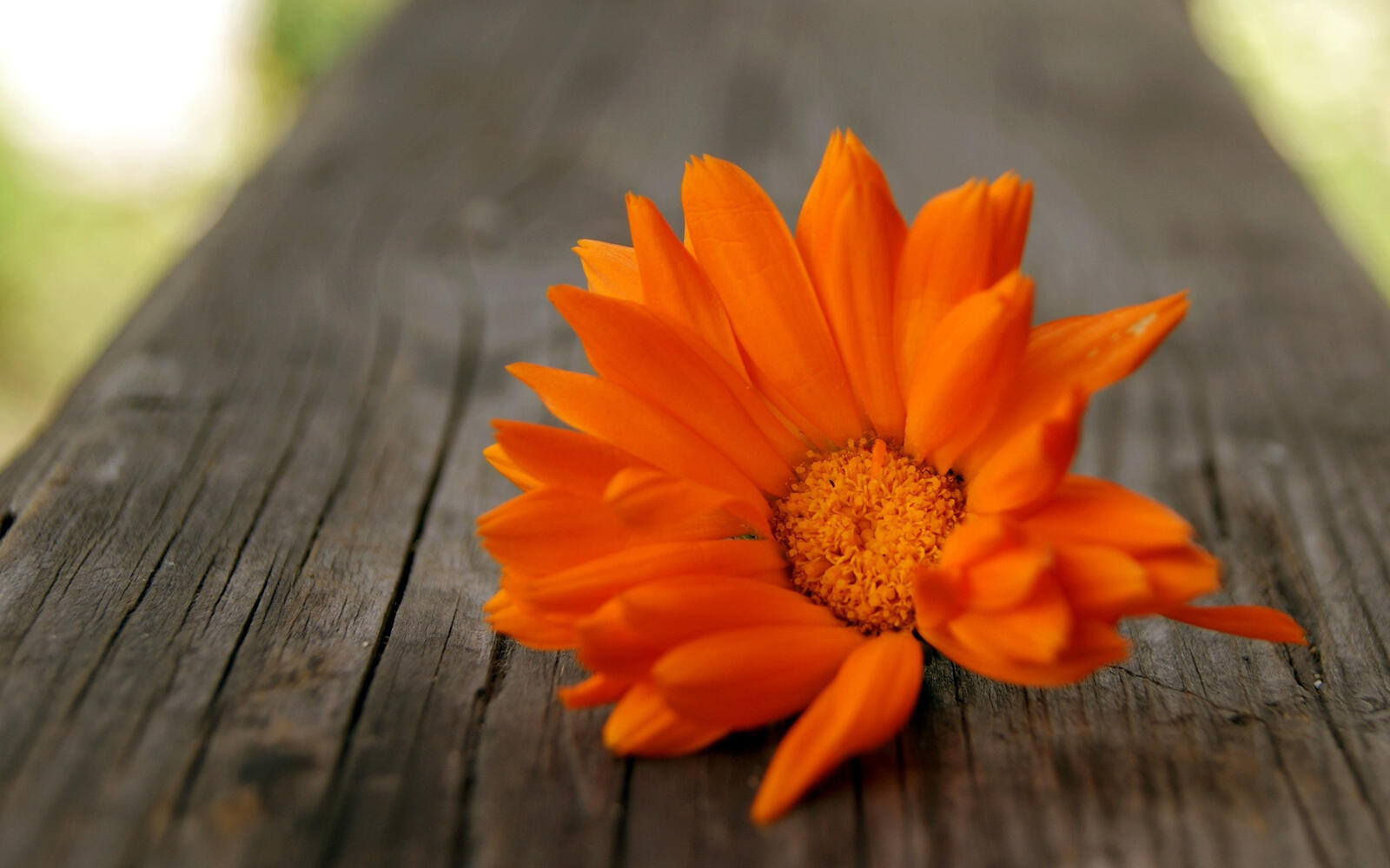 Free photo Orange flower on a wooden board